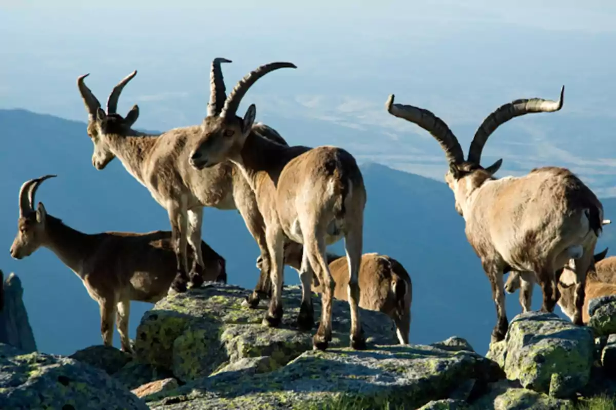 Un grupo de cabras montesas con grandes cuernos se encuentra sobre unas rocas en un paisaje montañoso.