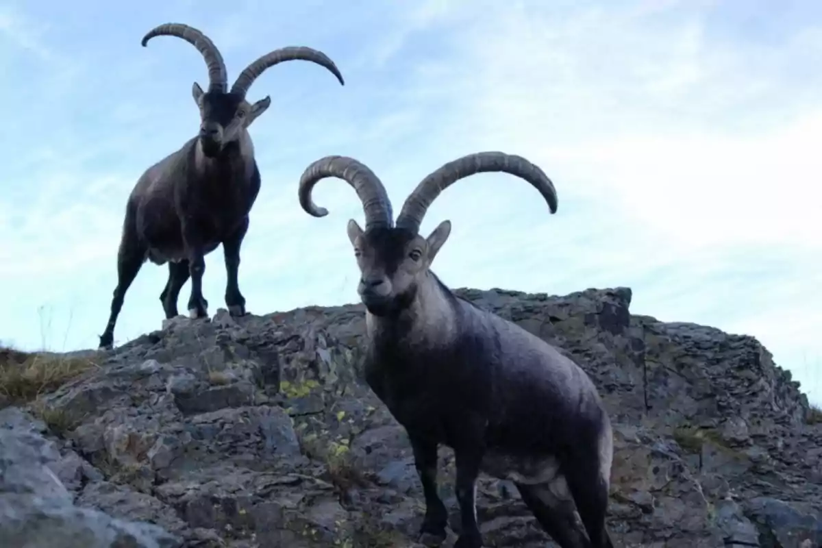 Dos cabras montesas con grandes cuernos en una formación rocosa bajo un cielo azul.