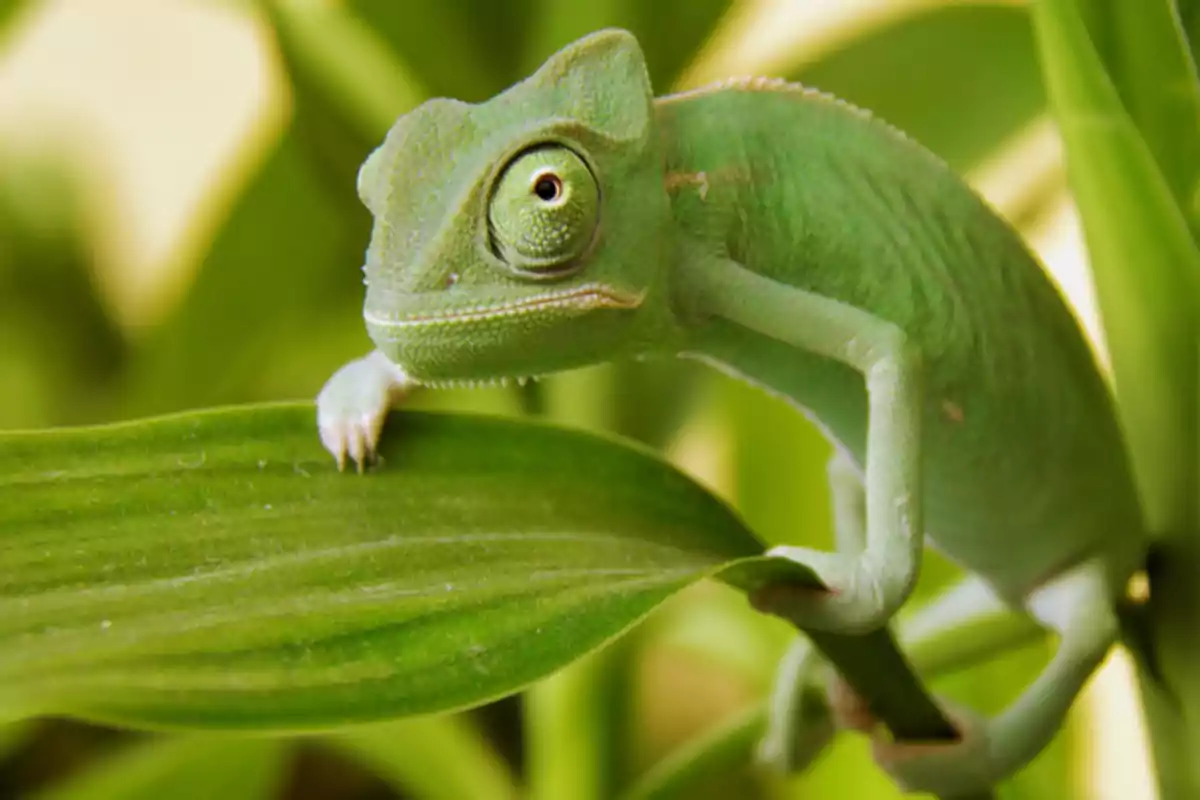 Un camaleón verde posado sobre una hoja.