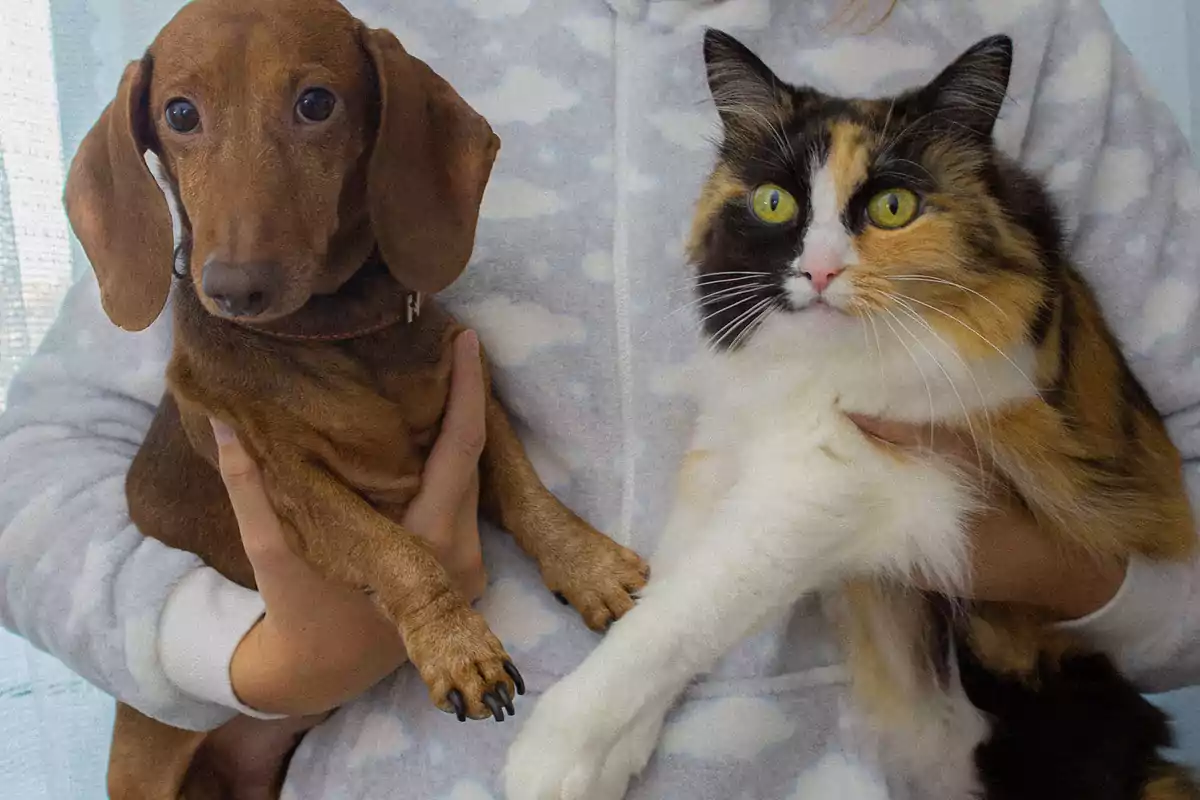 Una persona sostiene a un perro salchicha marrón y a un gato tricolor.