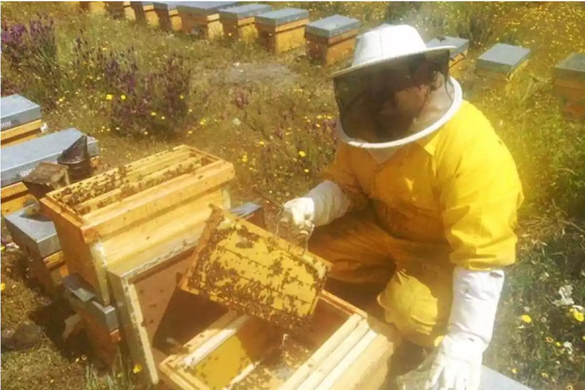 Apicultor con traje protector amarillo inspeccionando una colmena en un campo lleno de flores.