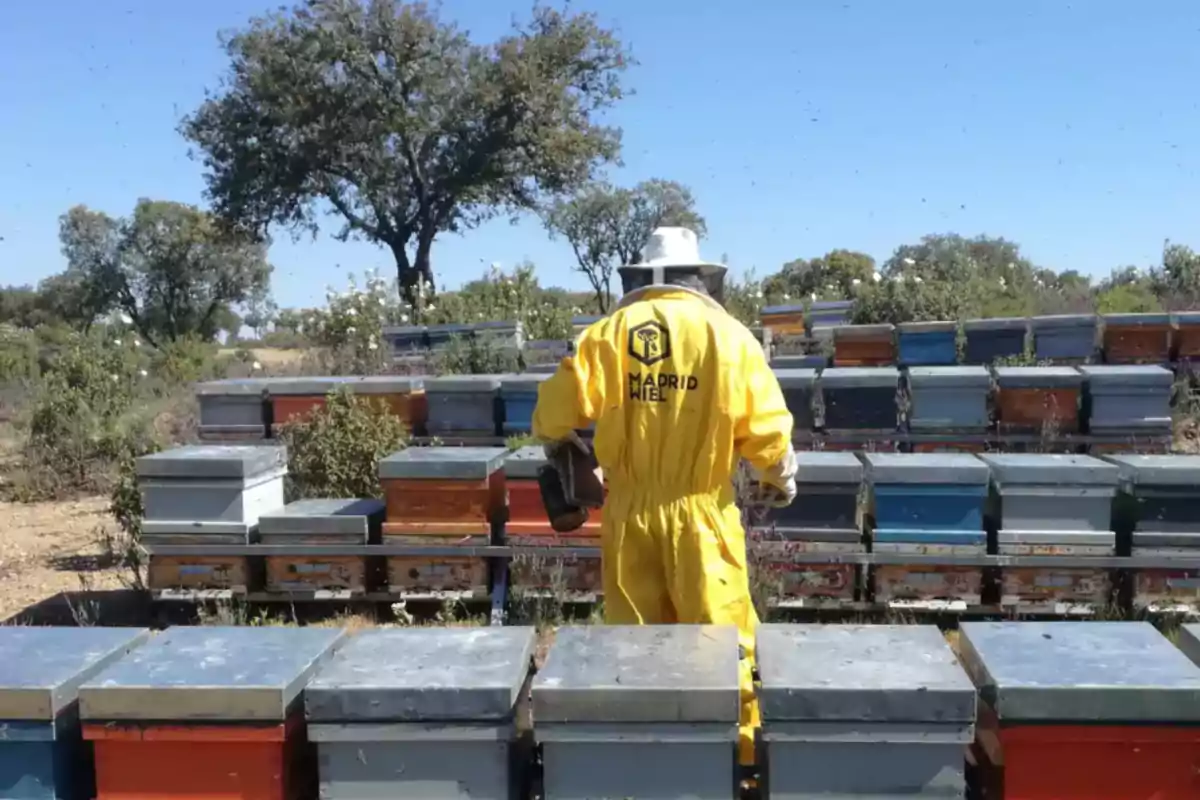 Apicultor con traje amarillo inspeccionando colmenas en un campo con árboles y cielo despejado.