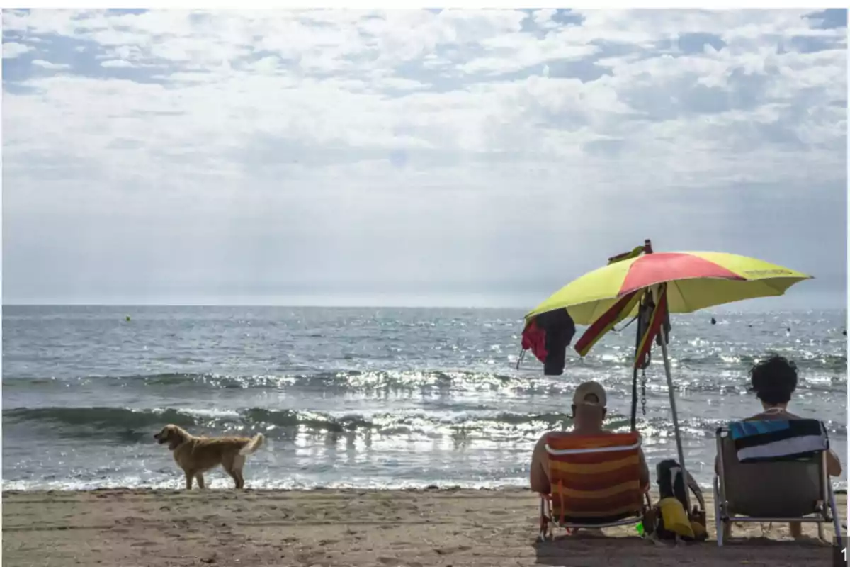 Una pareja sentada en sillas de playa bajo una sombrilla, observando el mar mientras un perro camina por la orilla.