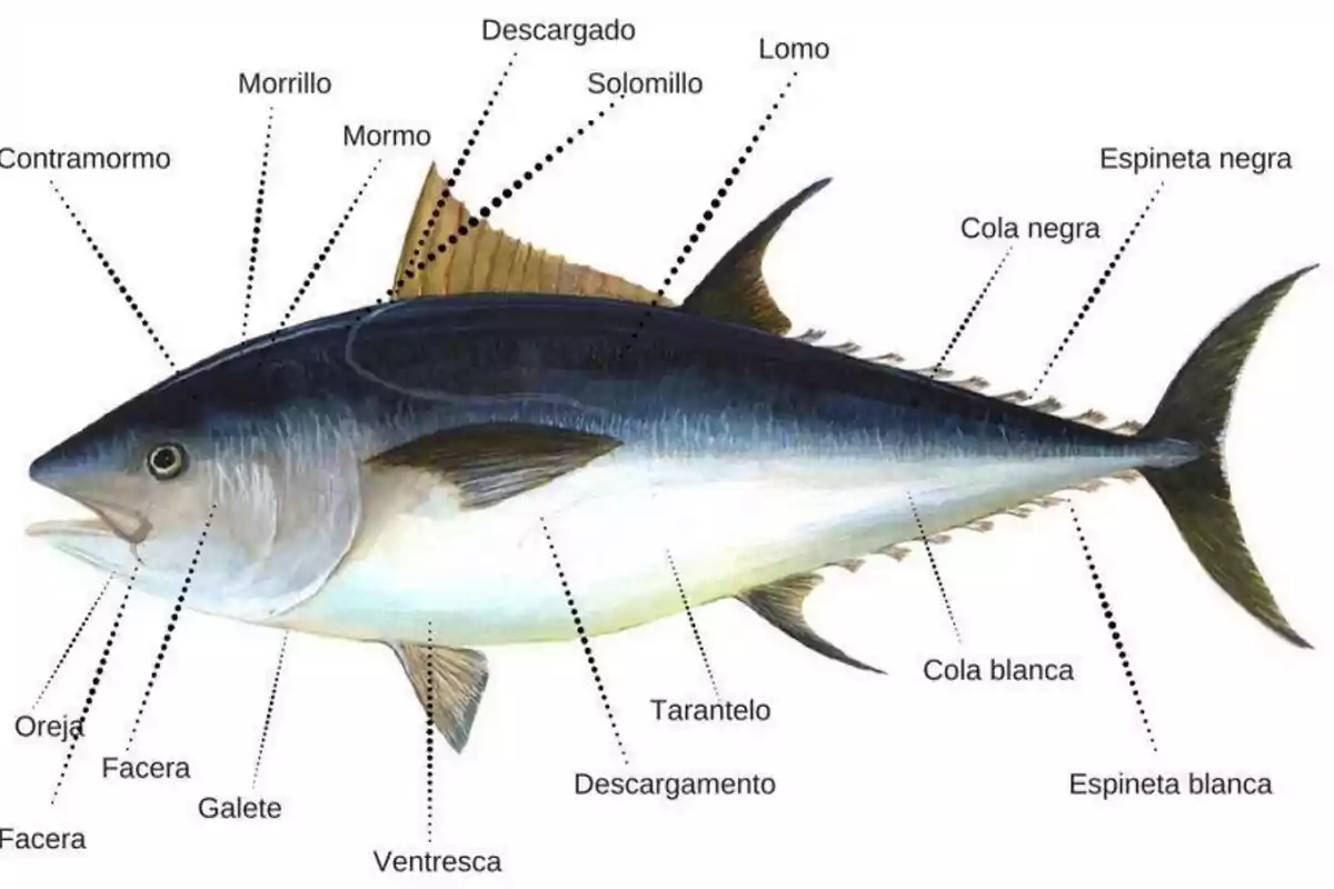 Ilustración de un atún con etiquetas que indican las diferentes partes del cuerpo como contramormo, morrillo, mormo, descargado, solomillo, lomo, espineta negra, cola negra, espineta blanca, cola blanca, descargamento, tarantelo, ventresca, galete, facera y oreja.