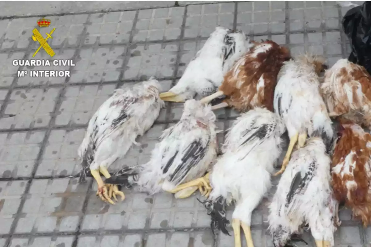 Un grupo de aves muertas yace en el suelo de baldosas grises junto al logotipo de la Guardia Civil.