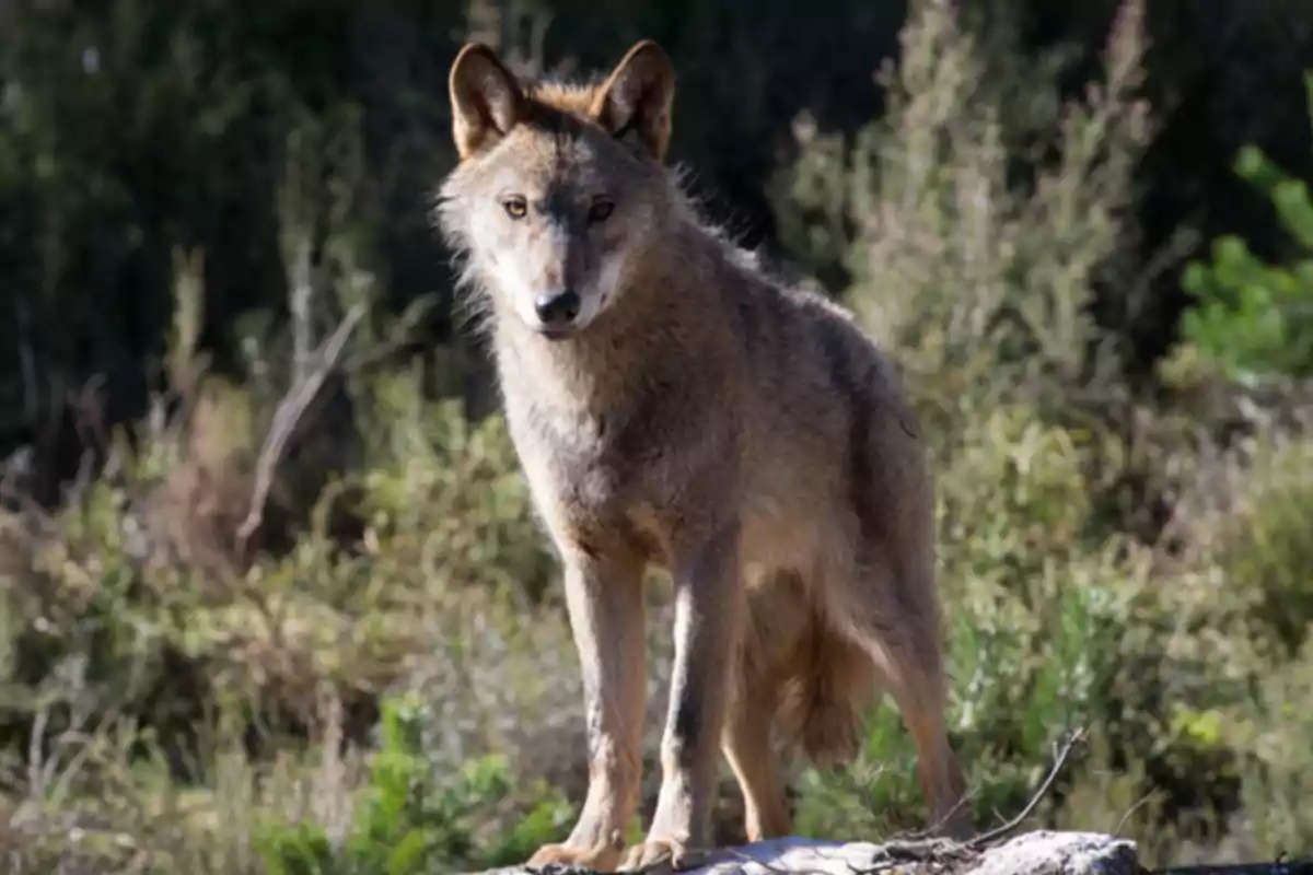 Un lobo de pie en un entorno natural con vegetación de fondo.