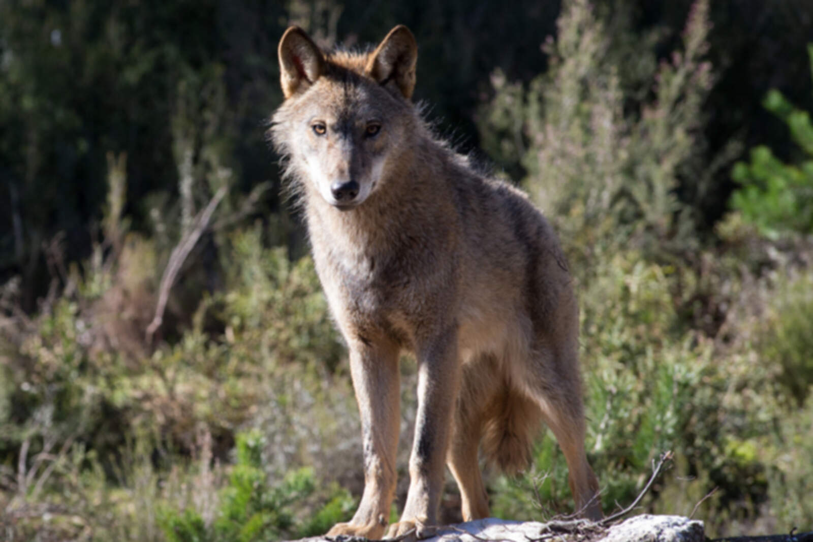 Alerta en la sierra madrileña por los ataques de lobos: Sus consecuencias y peligros