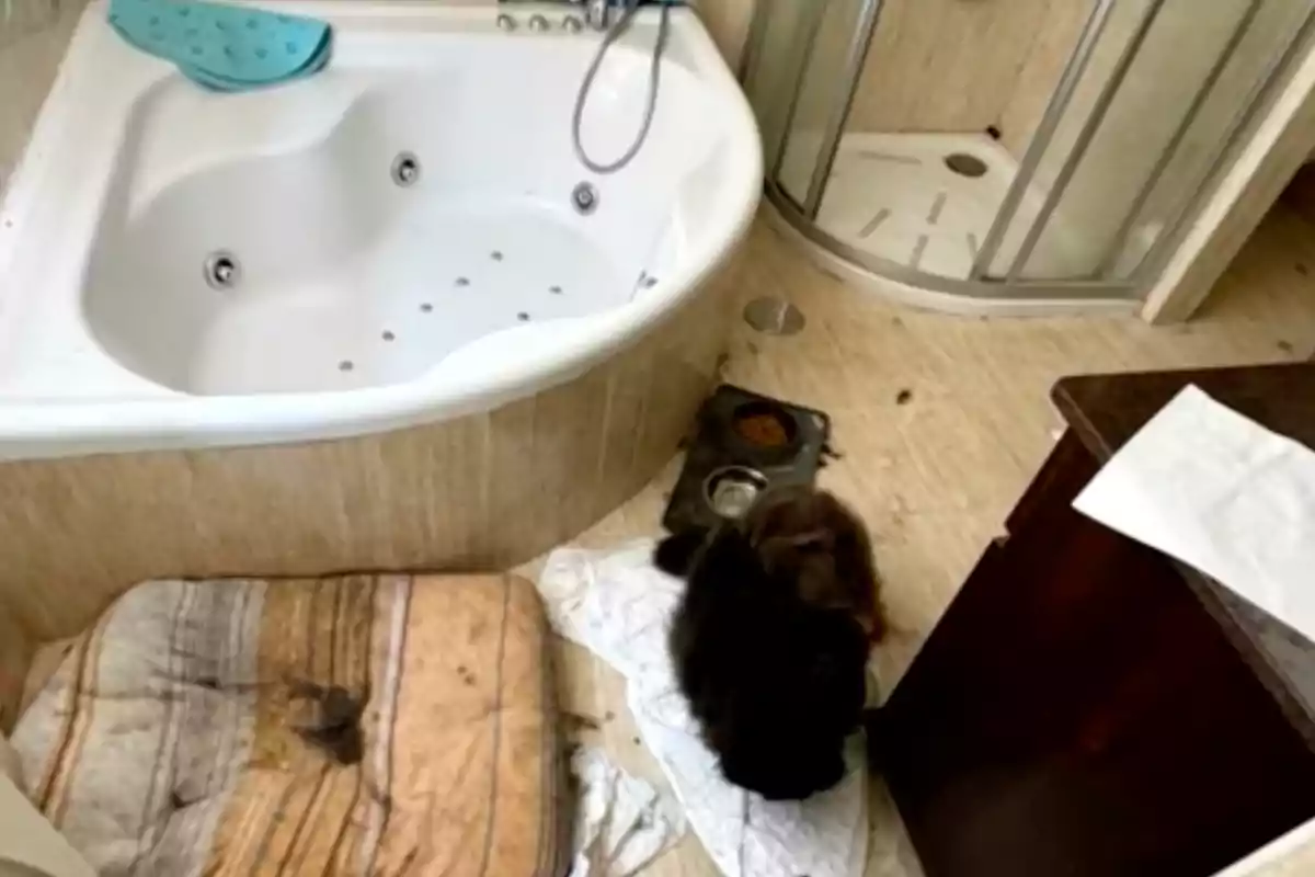 Un baño con una bañera de hidromasaje, una ducha, un cojín en el suelo y un perro pequeño comiendo de un plato. Un baño con una bañera de hidromasaje, una ducha, un cojín en el suelo y un perro pequeño comiendo de un plato.