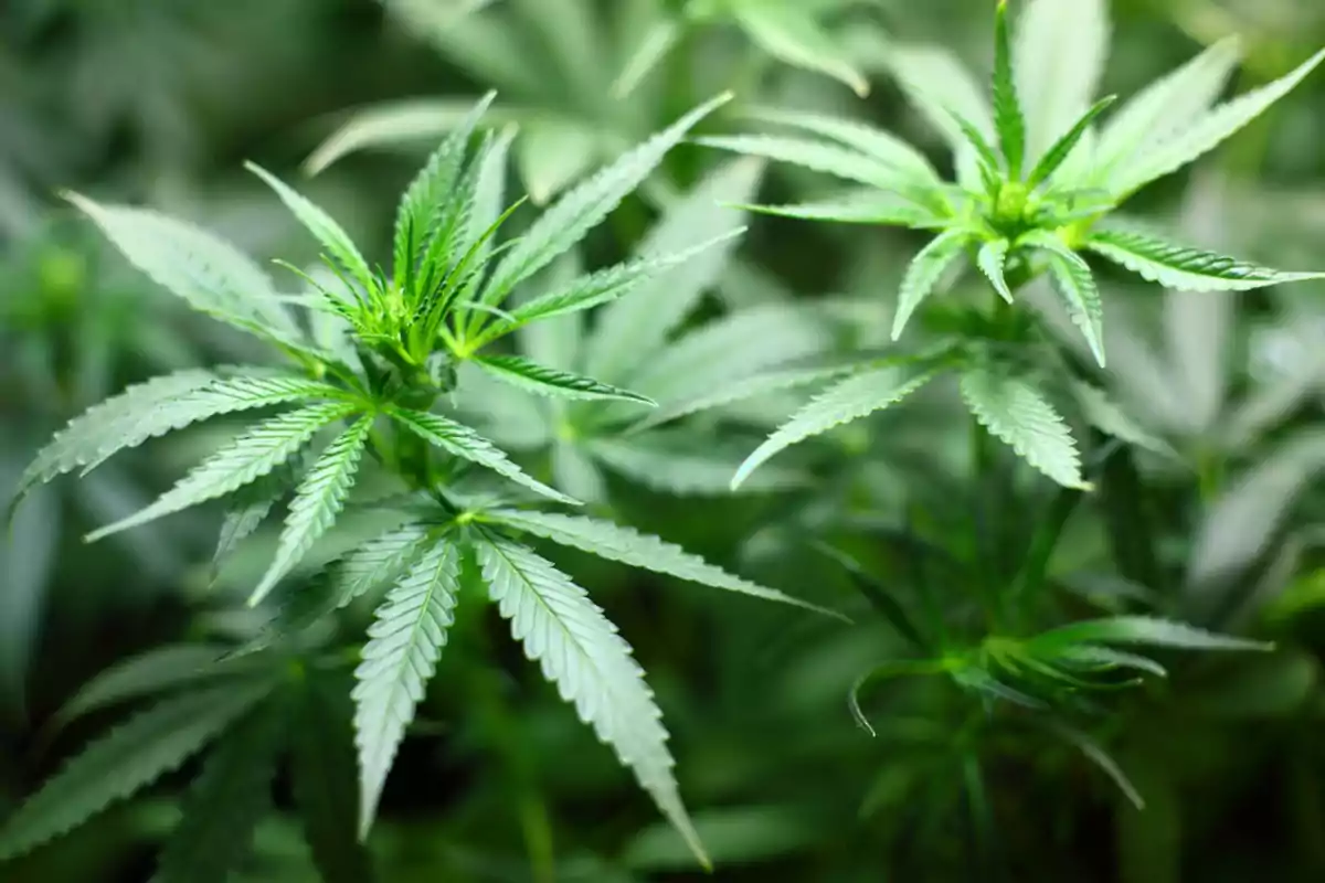 Plantas de cannabis con hojas verdes y dentadas en un entorno natural