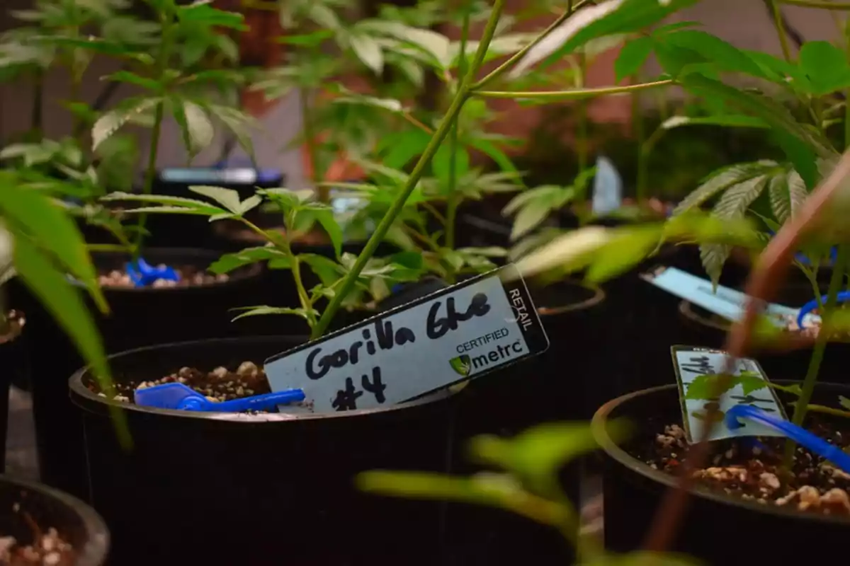 Plántulas de cannabis en macetas negras con etiquetas identificadoras y hojas verdes creciendo en un ambiente controlado