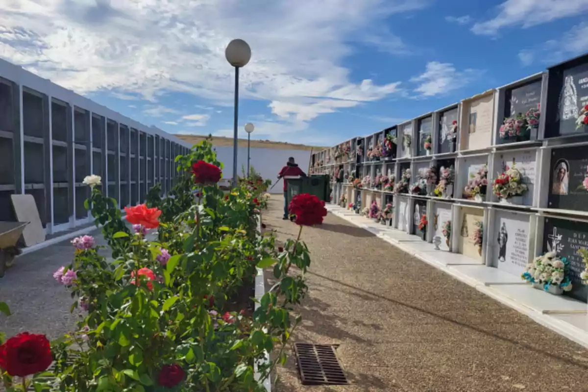 Un cementerio con nichos adornados con flores y un camino central rodeado de rosales bajo un cielo azul.