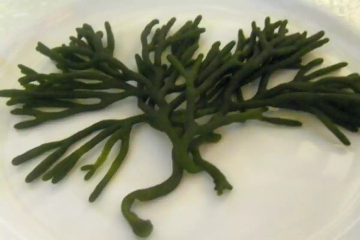 Alga verde sobre un plato blanco.