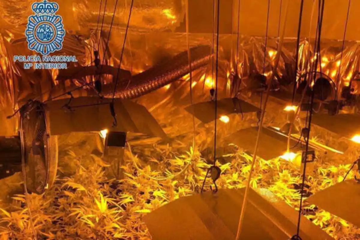 Cultivo indoor de marihuana