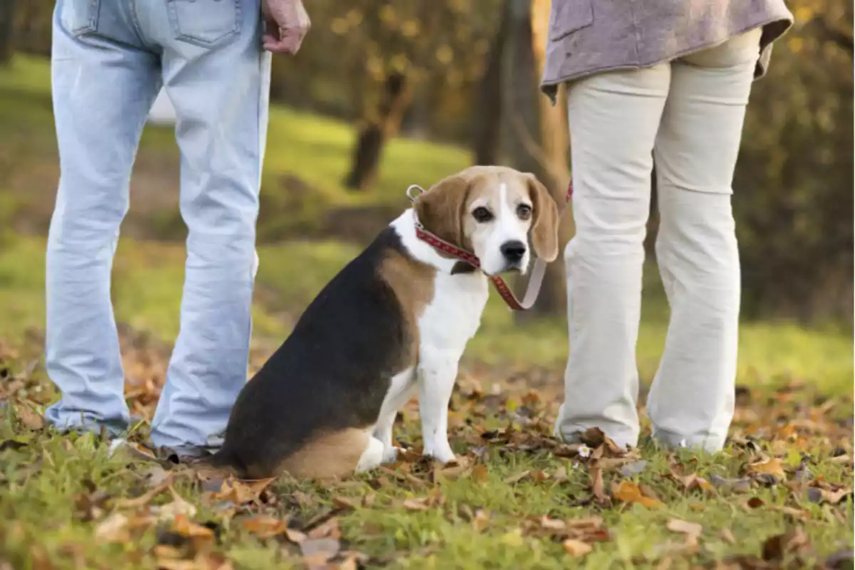 Un perro beagle con correa entre dos personas en un parque cubierto de hojas.