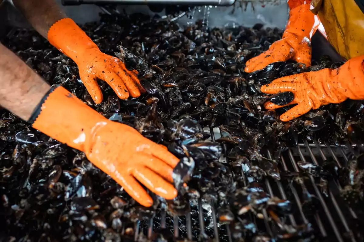 Manos con guantes naranjas manipulando mejillones sobre una rejilla.