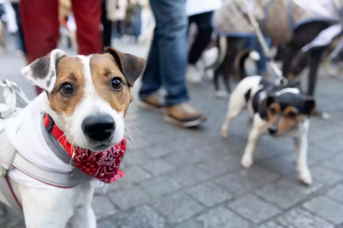 Un perro con un pañuelo rojo alrededor del cuello mira a la cámara mientras otro perro está al fondo en una calle concurrida. Un perro con un pañuelo rojo alrededor del cuello mira a la cámara mientras otro perro está al fondo en una calle concurrida.