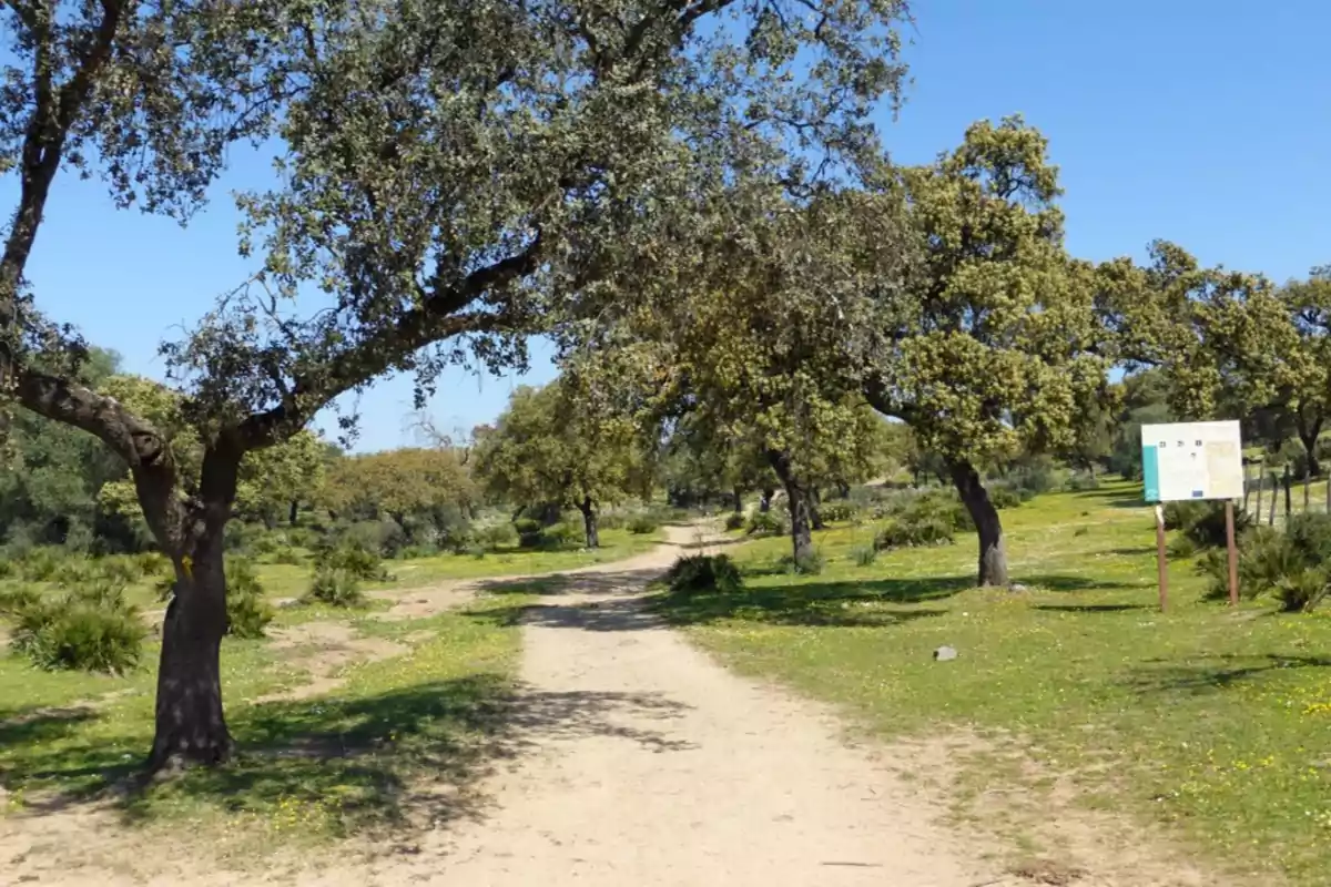 Un sendero de tierra rodeado de árboles y vegetación bajo un cielo despejado.