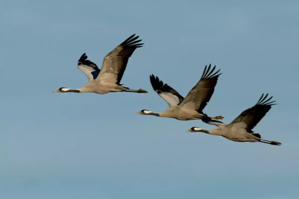 Tres grullas volando en formación bajo un cielo azul.