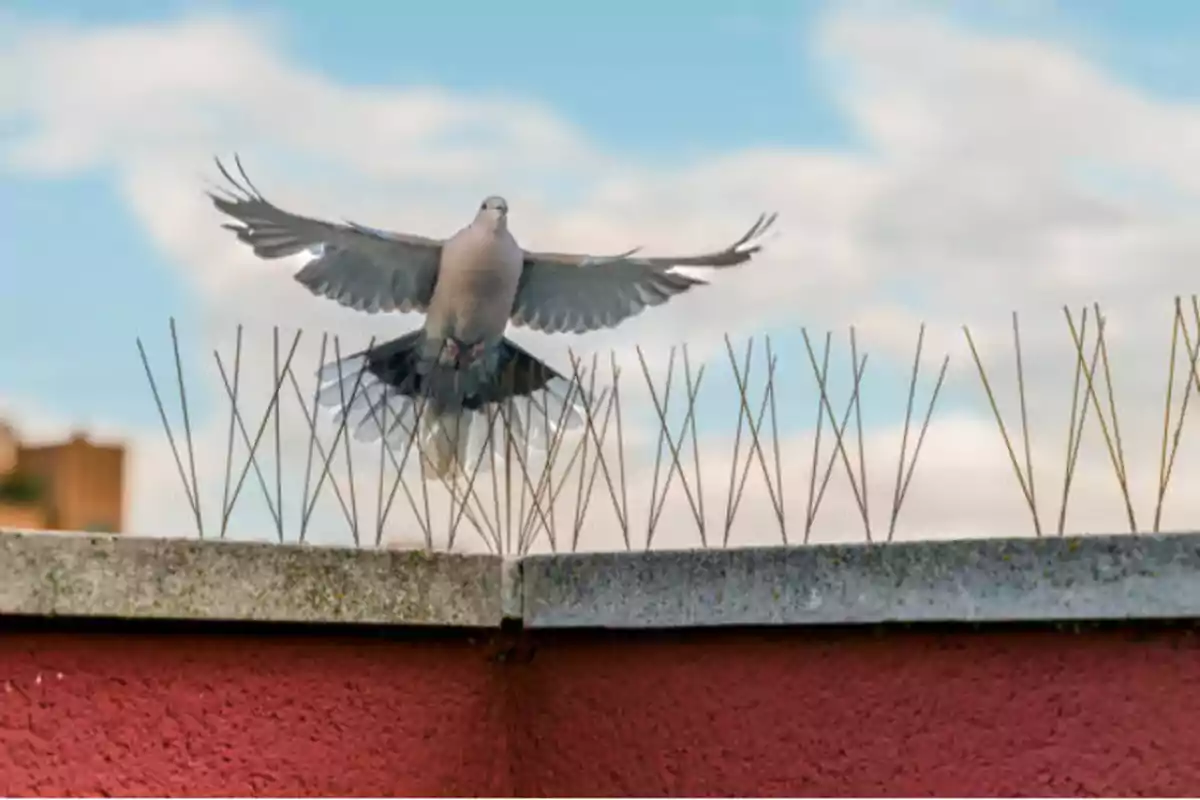 Una paloma volando sobre un muro con púas en un día despejado.