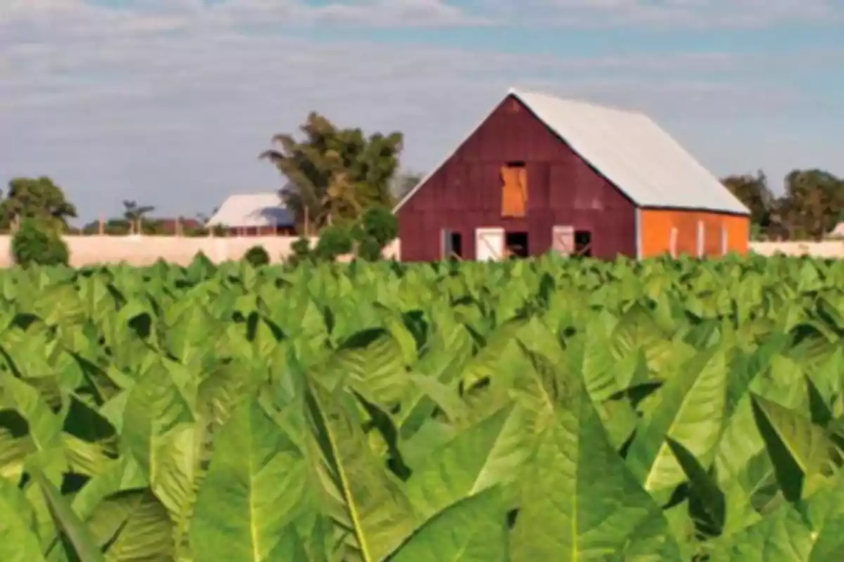 Campo de cultivo de tabaco con un granero al fondo bajo un cielo parcialmente nublado.