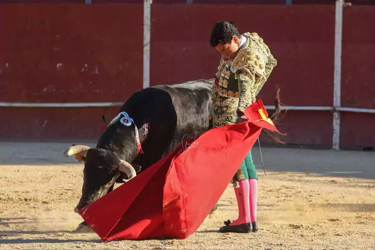 Un torero en la plaza de toros realiza una faena con un capote rojo mientras el toro embiste.