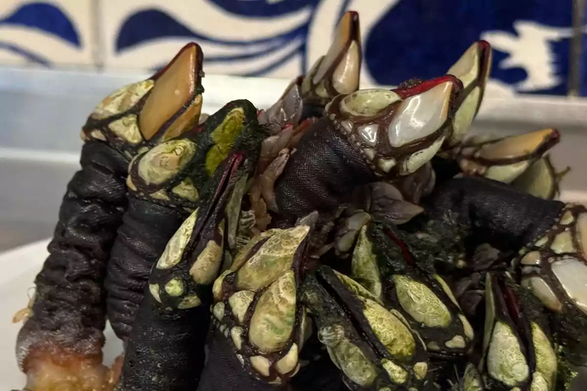 Percebes frescos listos para ser cocinados.