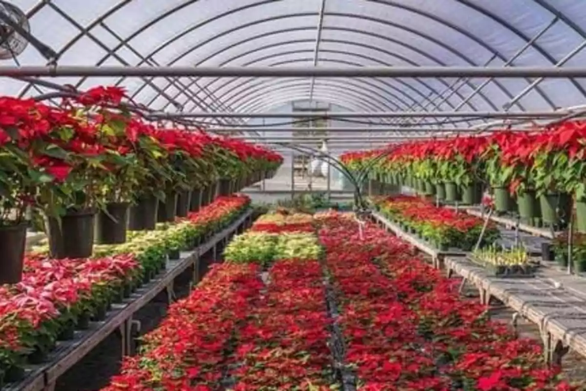 Invernadero con filas de plantas de flor de pascua rojas y verdes en macetas, organizadas en estantes y colgando del techo.