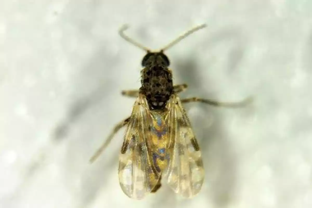 Un insecto con alas translúcidas y cuerpo oscuro visto desde arriba.