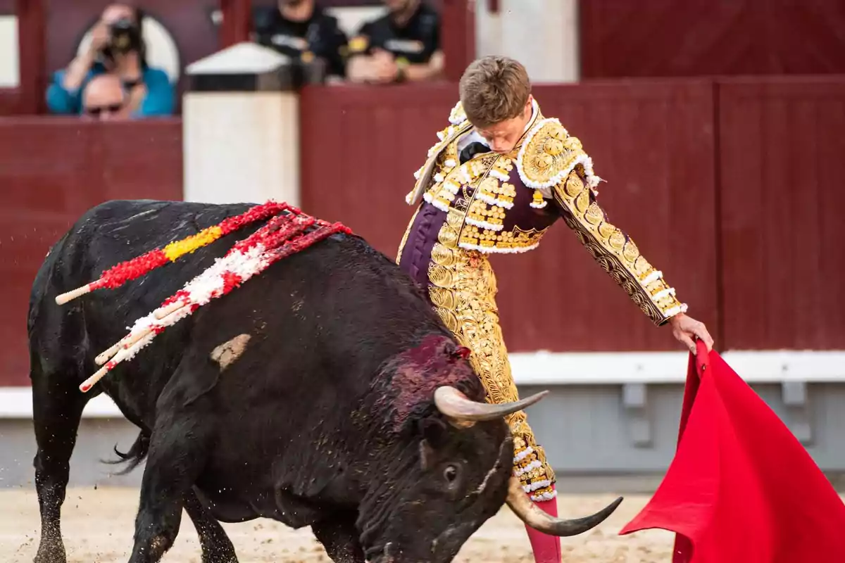 Un torero vestido con traje de luces dorado y morado realiza una faena con un toro en una plaza de toros, mientras el toro tiene banderillas clavadas en su lomo y el torero sostiene una muleta roja.