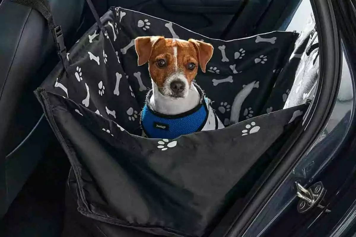 Perro pequeño con arnés azul sentado en un asiento protector para mascotas dentro de un automóvil Perro pequeño con arnés azul sentado en un asiento protector para mascotas dentro de un automóvil