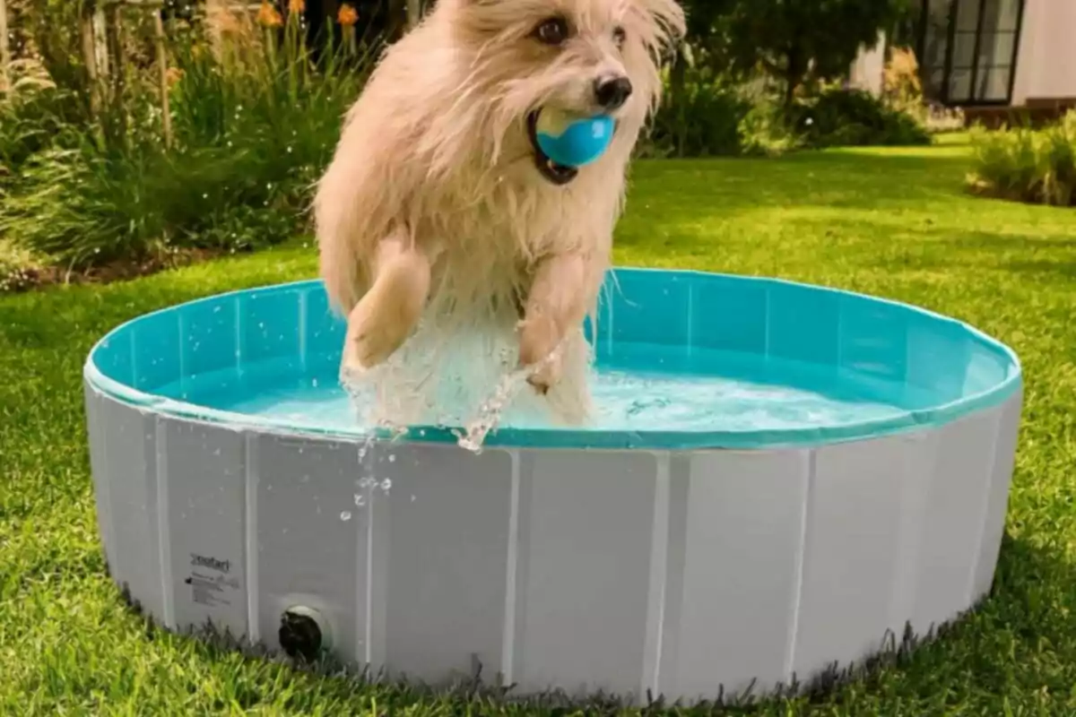Un perro peludo salta con una pelota azul en la boca desde una piscina en un jardín verde. Un perro peludo salta con una pelota azul en la boca desde una piscina en un jardín verde.