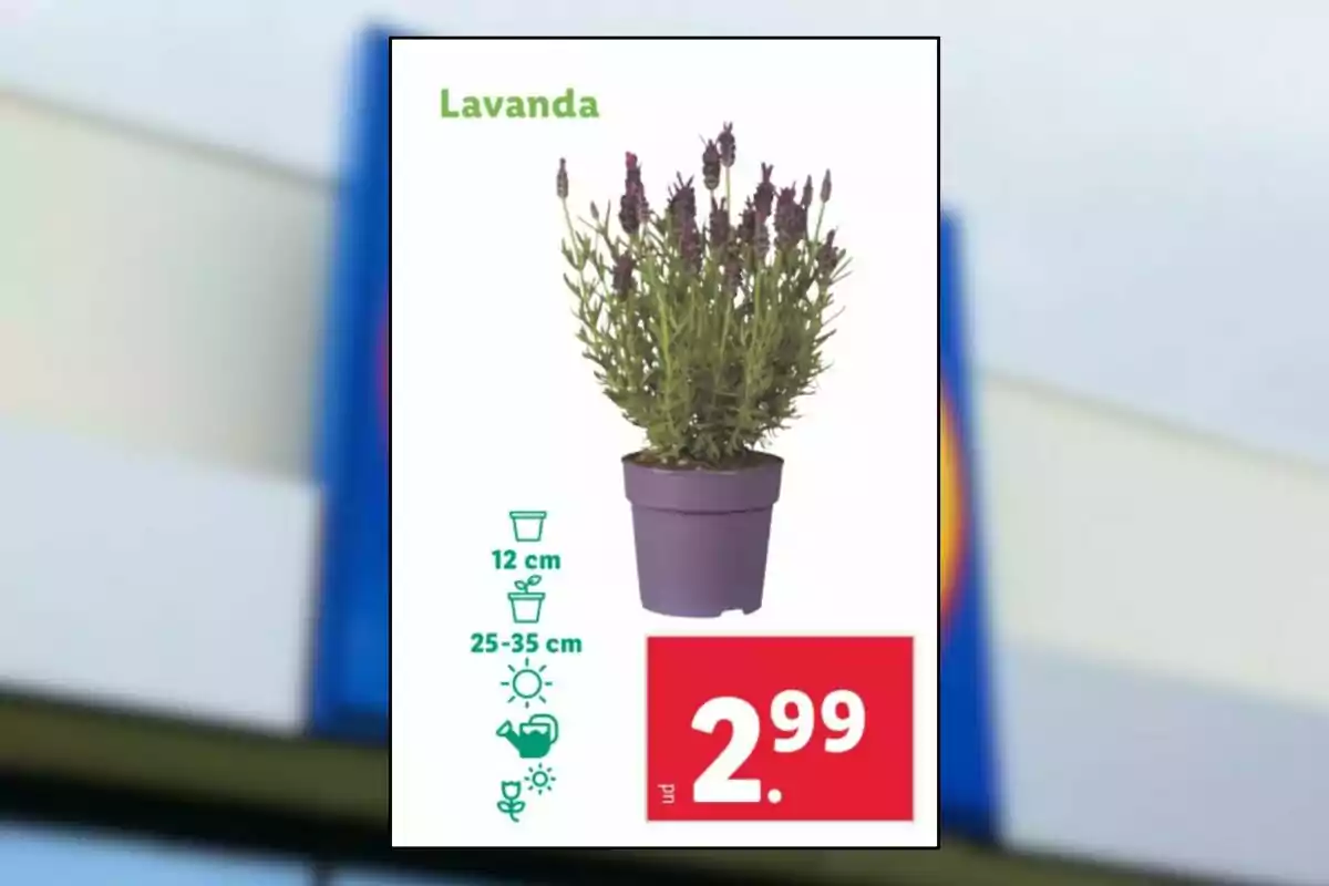 Imagen de un cartel publicitario que muestra una planta de lavanda en una maceta morada, con información sobre su tamaño y precio de 2.99. Imagen de un cartel publicitario que muestra una planta de lavanda en una maceta morada, con información sobre su tamaño y precio de 2.99.