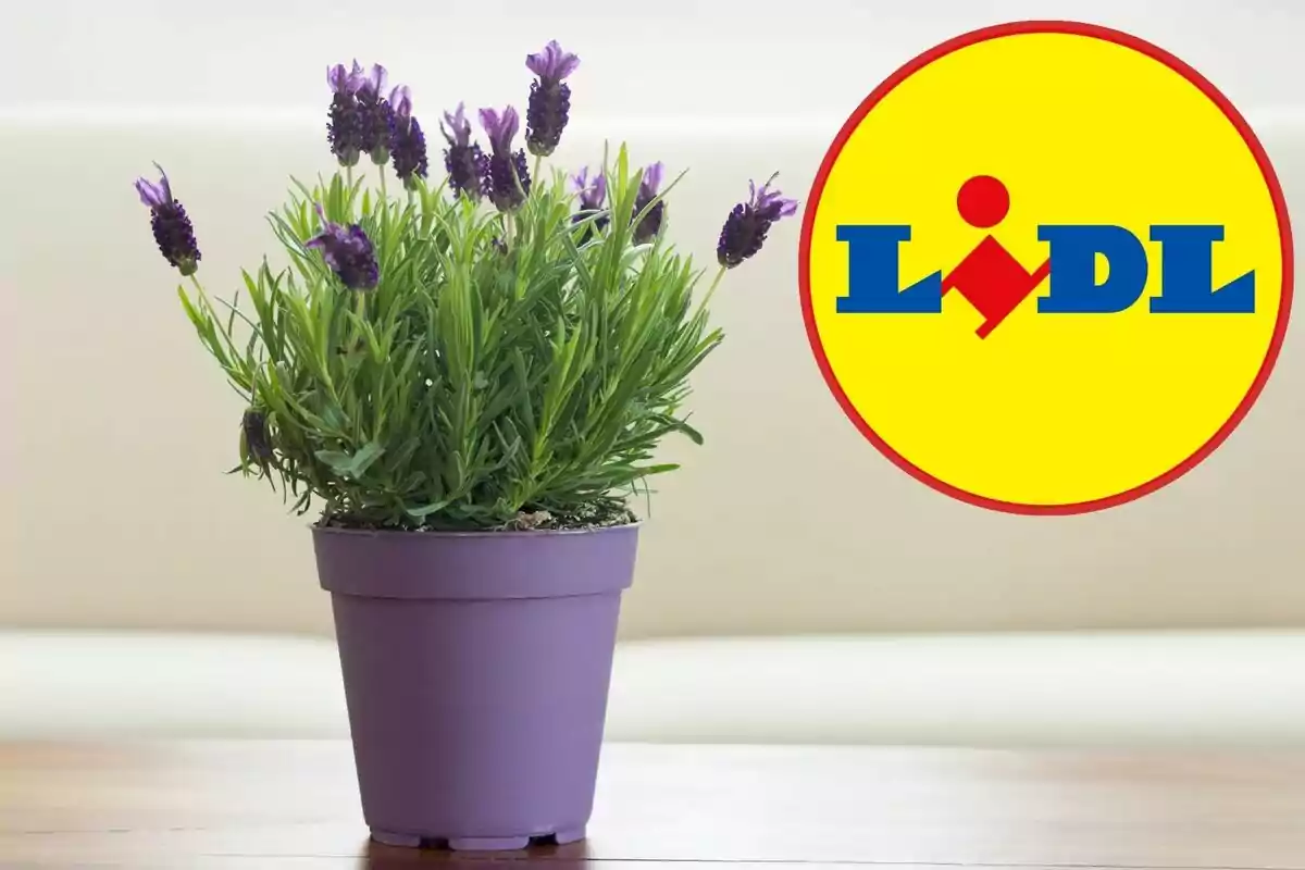 Una planta de lavanda en una maceta morada junto al logotipo de una tienda sobre un fondo claro. Una planta de lavanda en una maceta morada junto al logotipo de una tienda sobre un fondo claro.