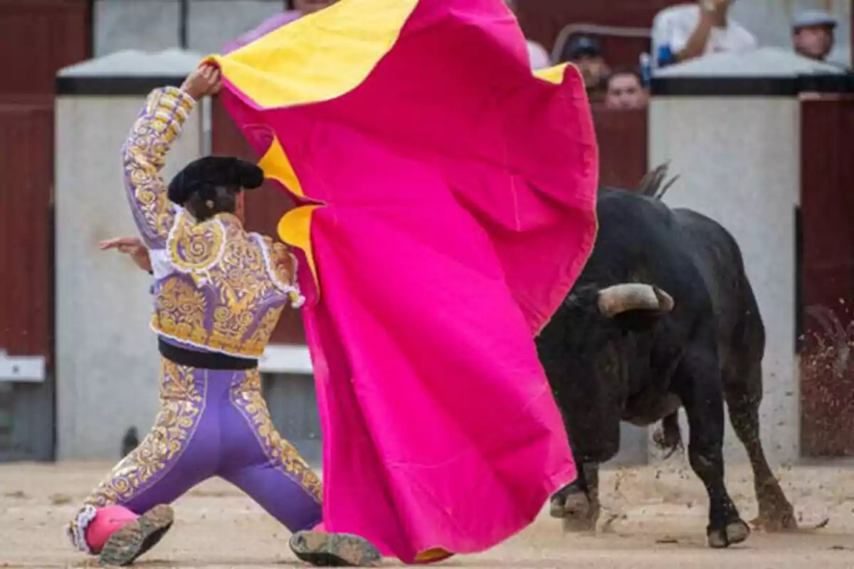 Un torero vestido con un traje de luces morado y dorado sostiene un capote rosa y amarillo mientras un toro se aproxima en una plaza de toros.