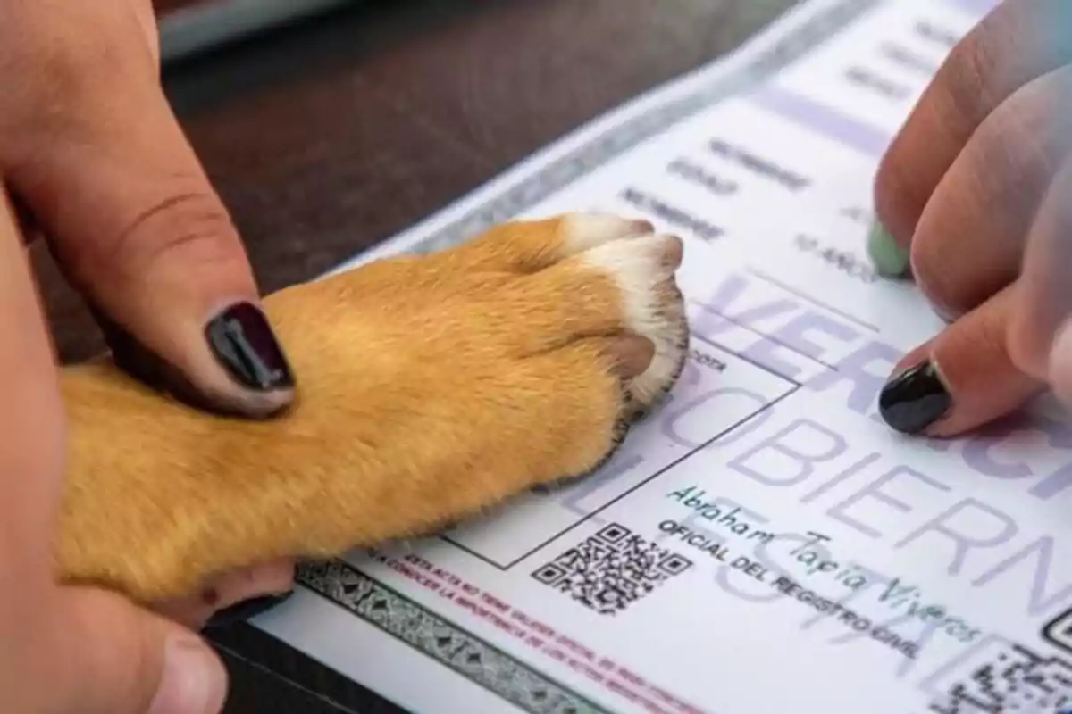 Una pata de perro siendo presionada sobre un documento por una persona con uñas pintadas de negro.