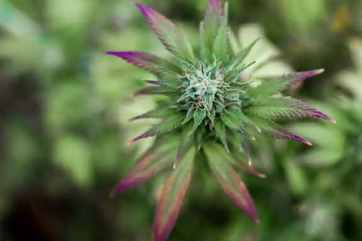 Primer plano de una planta de cannabis con hojas verdes y puntas moradas.