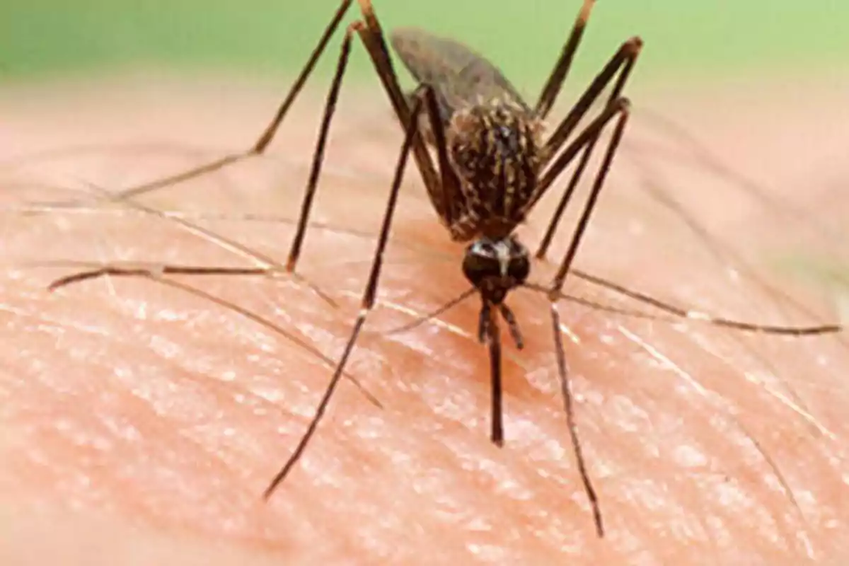 Un mosquito picando la piel de una persona.