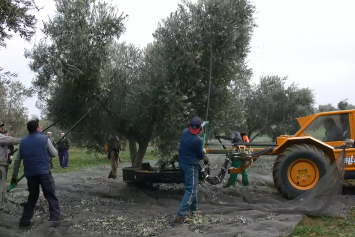 Personas cosechando aceitunas con maquinaria en un campo de olivos.