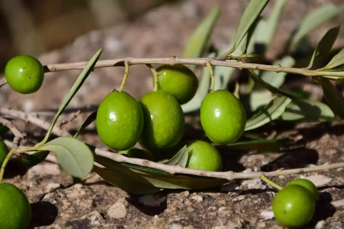 Rama de olivo con aceitunas verdes.