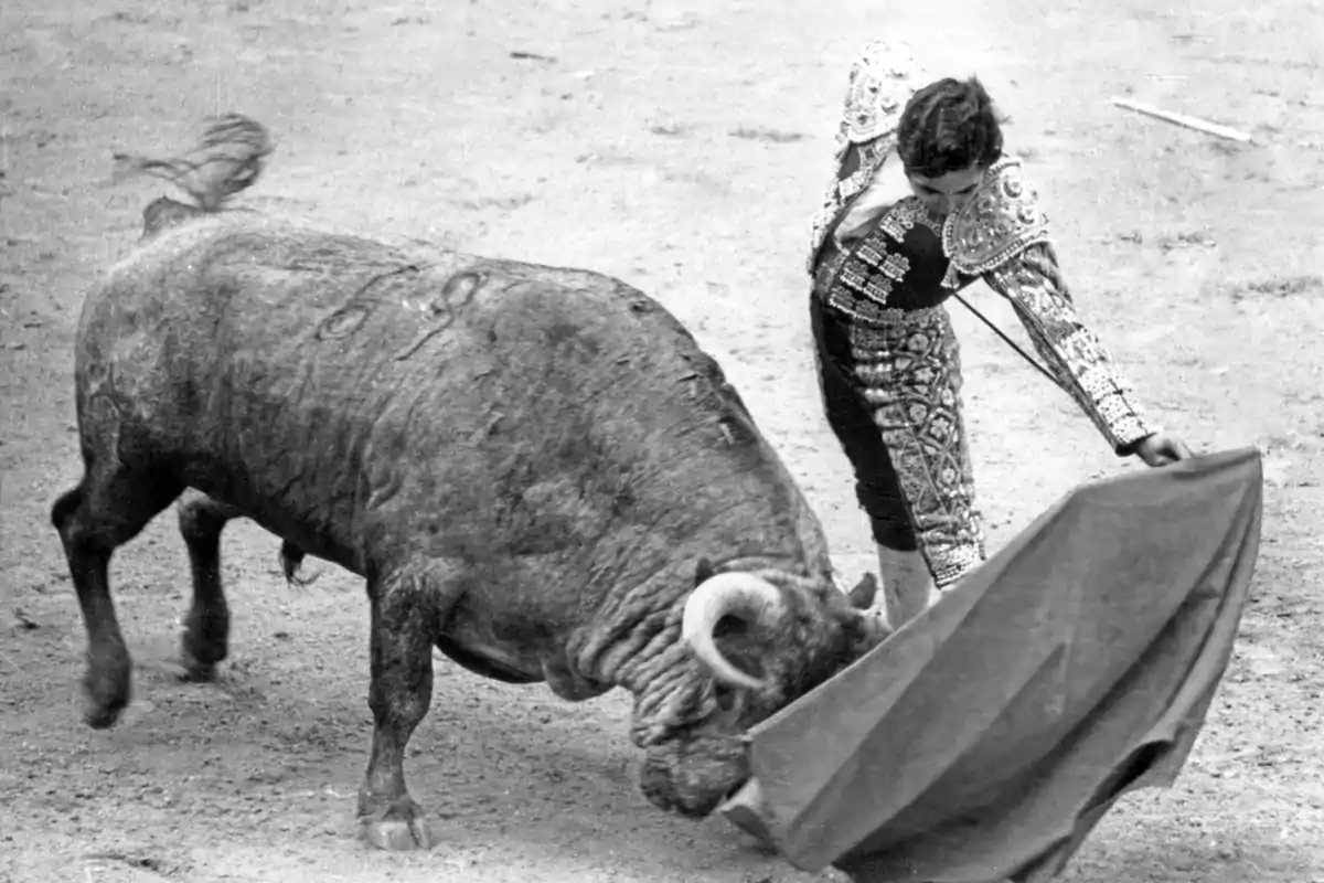 Un torero en una plaza de toros realiza una faena con un toro usando un capote.