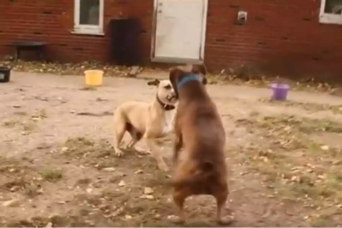 Dos perros jugando en un patio con un fondo de una casa de ladrillos y cubetas de colores.