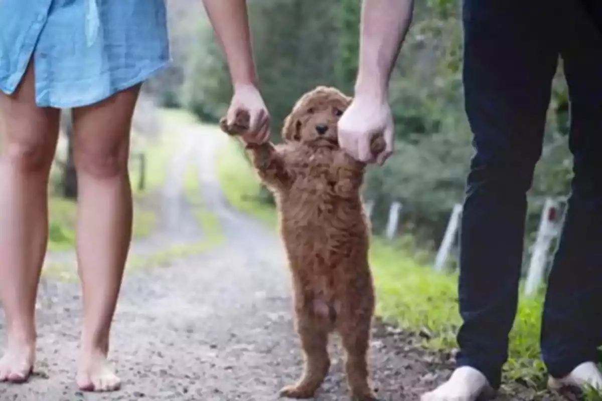 Un cachorro de pelaje rizado es sostenido por dos personas, una a cada lado, mientras camina sobre un camino de tierra en un entorno natural.