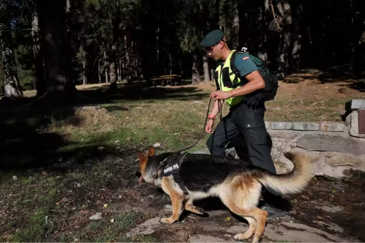 Un agente de la Guardia Civil camina por un bosque acompañado de un perro pastor alemán que lleva un arnés con la inscripción 