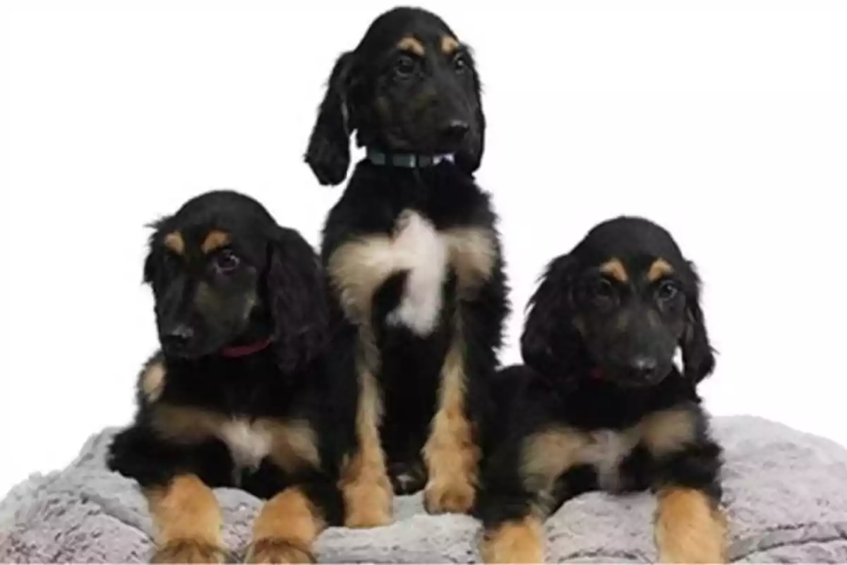 Tres cachorros de perro negro con manchas marrones y blancas, sentados sobre una manta gris.