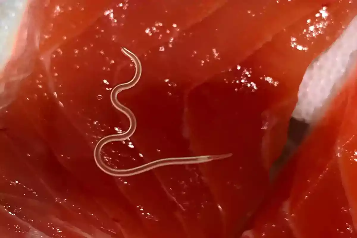 Un gusano parásito en un trozo de salmón crudo.