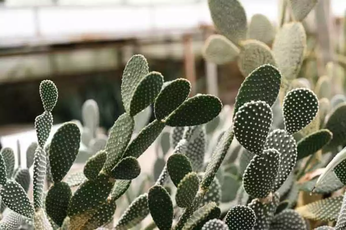 Cactus con espinas blancas en un invernadero.