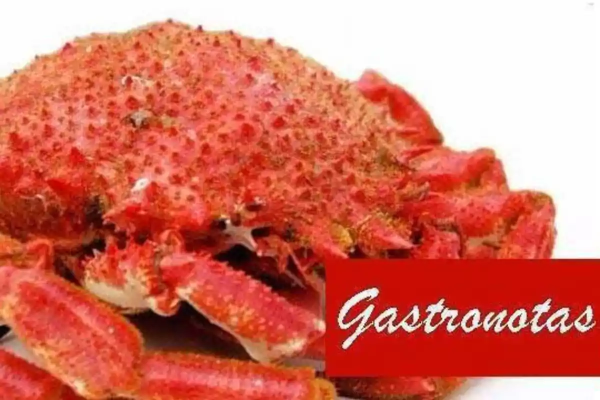 Cangrejo rojo con la palabra "Gastronotas" en un recuadro rojo.