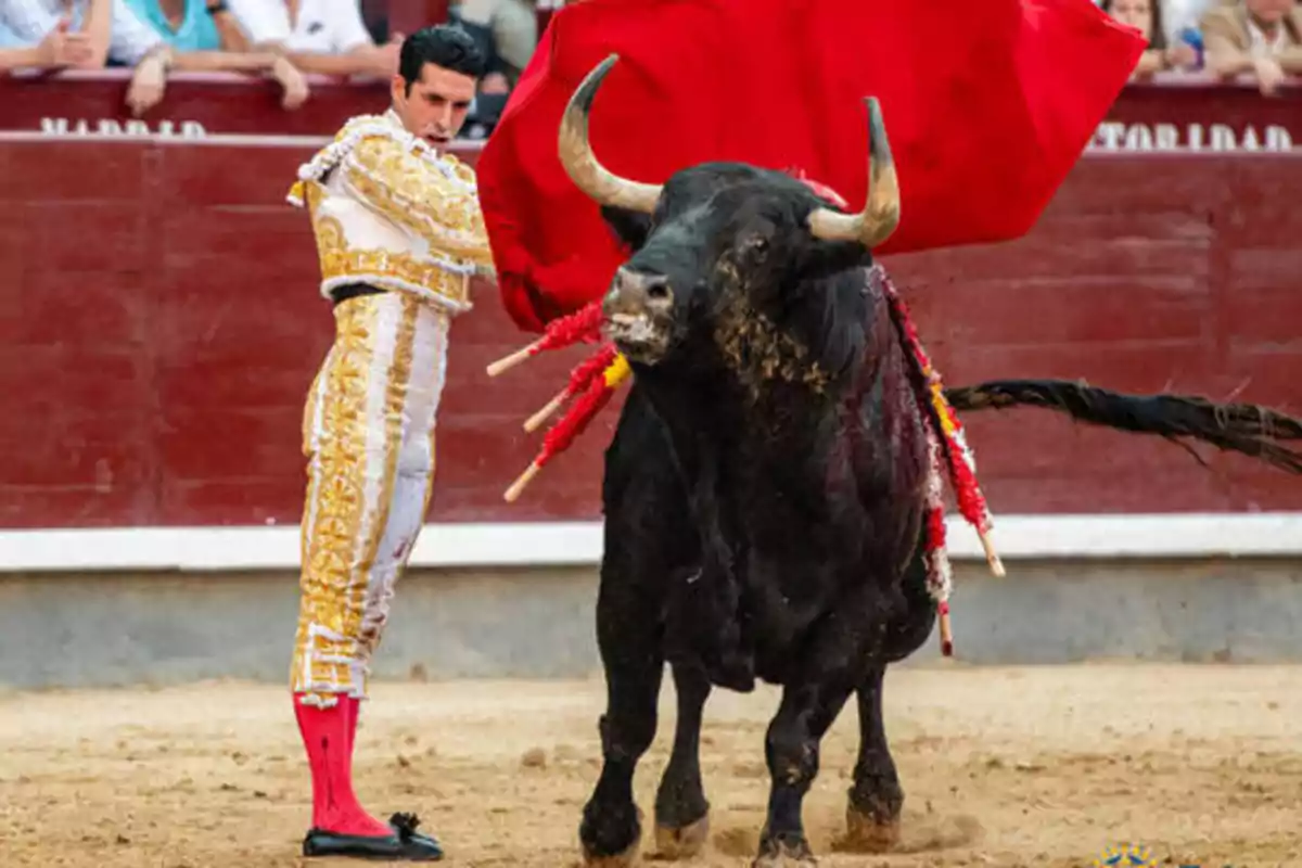 Un torero vestido con traje de luces dorado y blanco sostiene un capote rojo mientras un toro negro con banderillas clavadas en su lomo se aproxima en una plaza de toros.