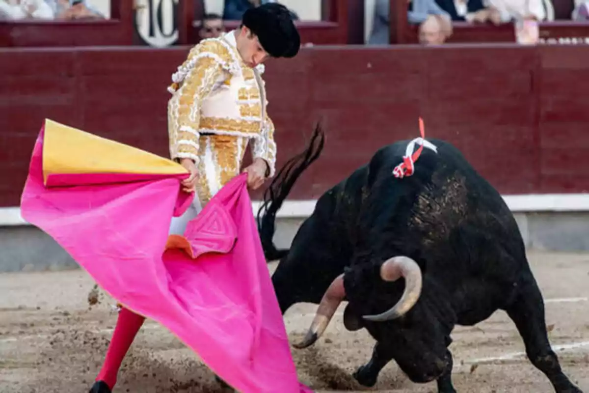 Un torero en plena faena con un toro en una plaza de toros, sosteniendo un capote rosa y amarillo mientras el toro embiste.