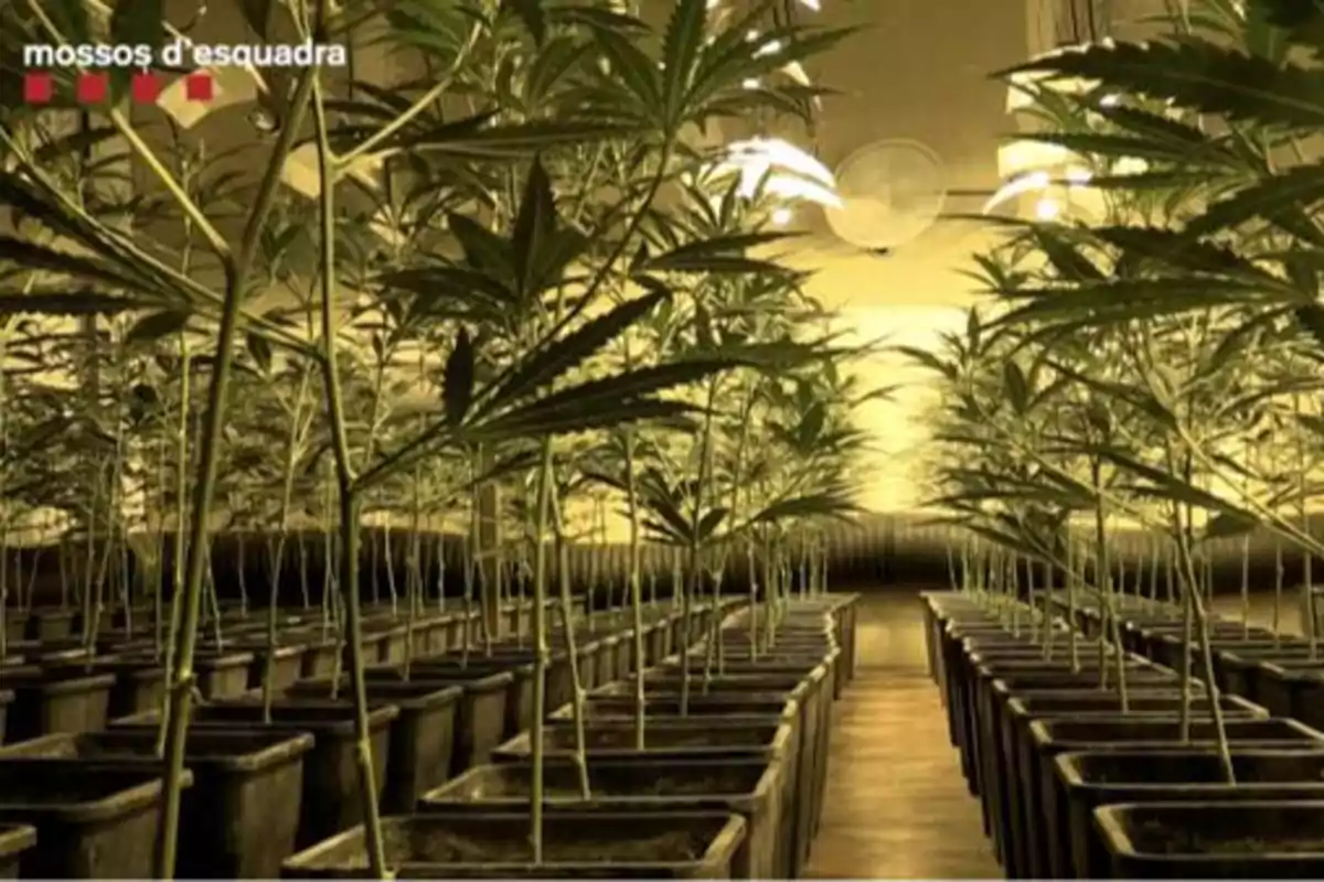 Una plantación de cannabis en un invernadero con iluminación artificial, con filas de plantas en macetas y el logotipo de los Mossos d'Esquadra en la esquina superior izquierda.